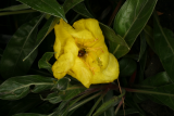 Oenothera macrocarpa RCP10-09 098.jpg